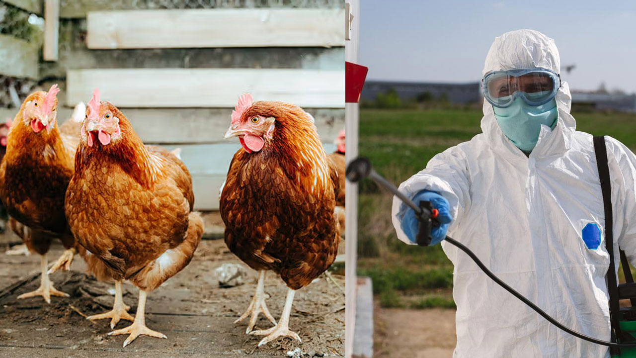 Bird Flu Virus: బర్డ్ ఫ్లూతో మృతి చెందిన మొదటి వ్యక్తి .. చికెన్ తినాలా
