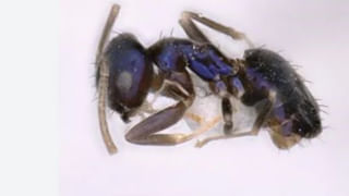 NDA ముందు టీడీపీ 2 ఆప్షన్స్..! వామ్మో బాబు ప్లానింగ్ మాములుగా లేదుగా.. !