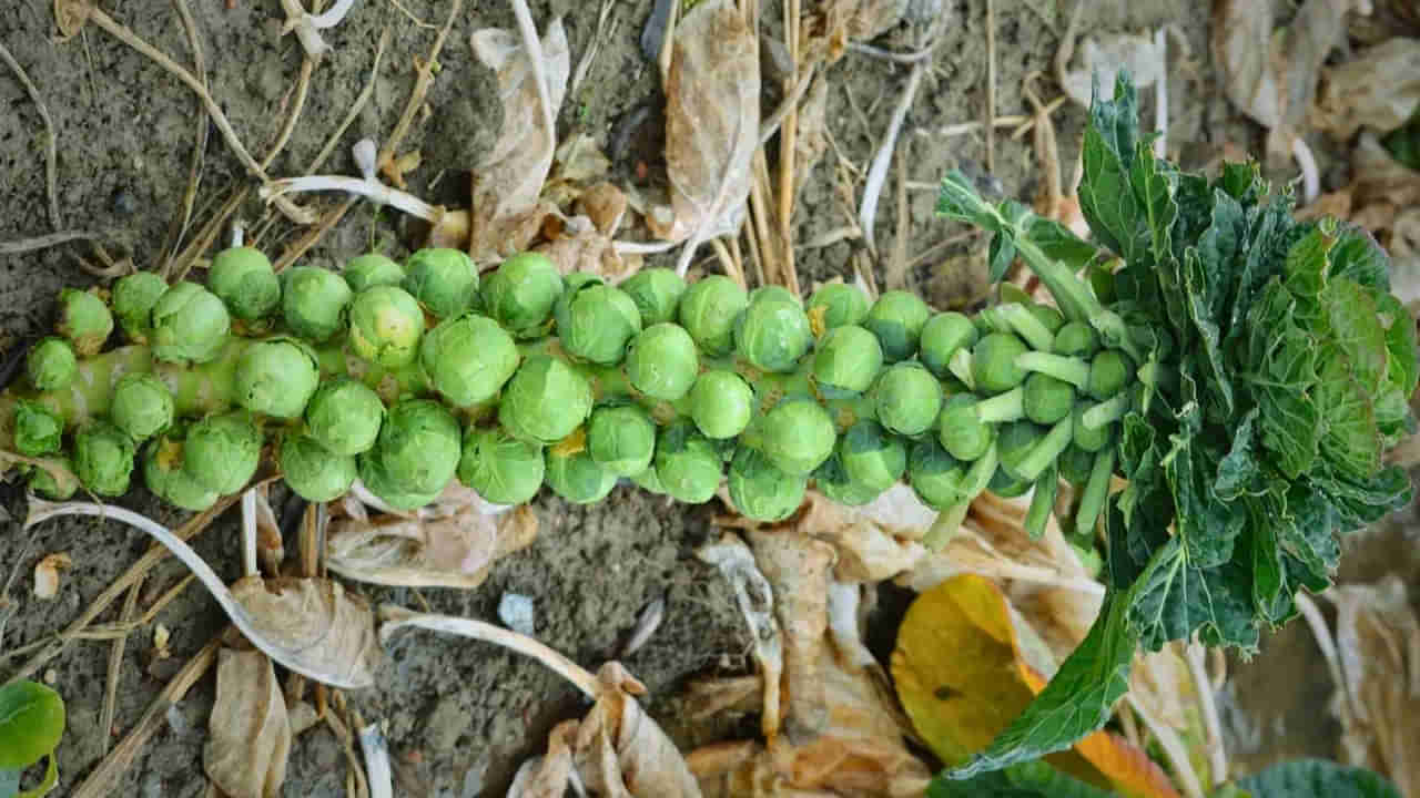 Brussels Sprouts: క్యాబేజీని పోలి ఉండే ఈ కూరగాయ పోషకాహార నిధి.. బ్రస్సెల్స్ మొలకలతో ఎన్ని ఆరోగ్యప్రయోజనాలో తెలుసా..!