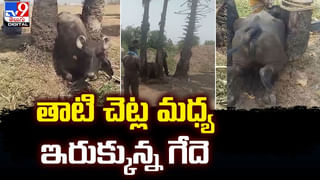 ఏనుగమ్మా ఏనుగు.. మా ఊరు రావద్దు ఏనుగు