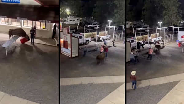 Bull Attack in America : అమెరికాలో ఎద్దు దాడి.. మహిళను ఎత్తి పడేసింది.. షాకింగ్ వీడియో వైరల్