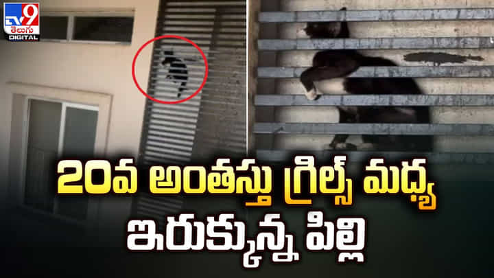 20వ అంతస్తు గ్రిల్స్ మధ్య ఇరుక్కున్న పిల్లి !! 20వ అంతస్తు గ్రిల్స్ మధ్య ఇరుక్కున్న పిల్లి !!