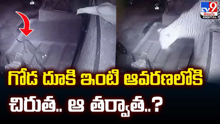 గోడ దూకి ఇంటి ఆవరణలోకి చిరుత.. సీసీ టీవీలో రికార్డయిన దృశ్యం చూసి అంతా షాక్ గోడ దూకి ఇంటి ఆవరణలోకి చిరుత.. సీసీ టీవీలో రికార్డయిన దృశ్యం చూసి అంతా షాక్