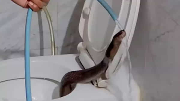 Snake In Toilet: టాయిలెట్ కమోడ్లో దూరిన పాము.. వీడియో చూస్తే కళ్లు బైర్లు కమ్ముతాయి..!