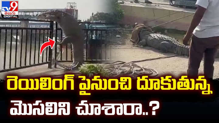 రెయిలింగ్ పైనుంచి దూకుతున్న మొసలిని చూశారా ?? రెయిలింగ్ పైనుంచి దూకుతున్న మొసలిని చూశారా ??