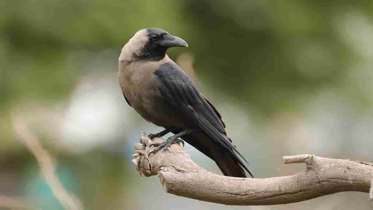 Kenya Kills Crows: భారత్‌ నుంచి వెళ్లిన కాకులను చంపేస్తున్న కెన్యా.. ఎందుకో తెలుసా..?