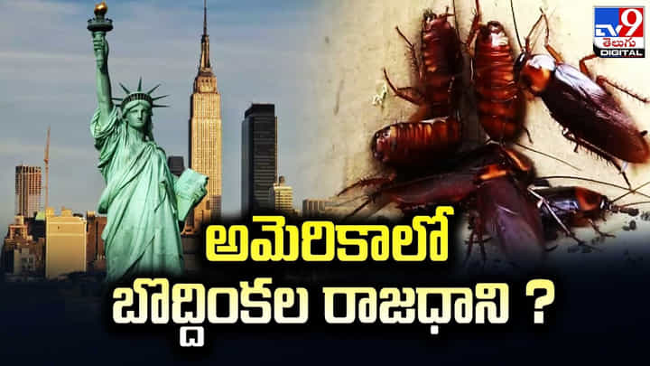 అమెరికాలో బొద్దింకల రాజధాని !! సర్వేలో వెల్లడి అమెరికాలో బొద్దింకల రాజధాని !! సర్వేలో వెల్లడి