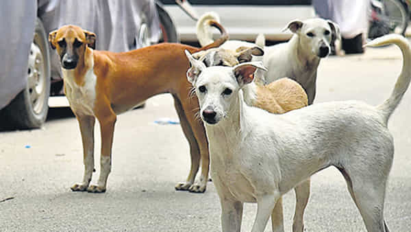 Stray Dogs: హైదరాబాద్లో మళ్ళీ స్ట్రీట్ డాగ్స్ బీభత్సం.. కుక్కల దాడిలో ఆరేళ్ల బాలుడు బలి