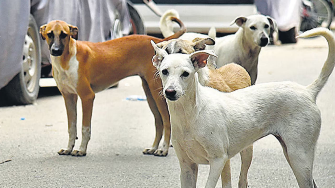 Stray Dogs: హైదరాబాద్‌లో మళ్ళీ స్ట్రీట్‌ డాగ్స్‌ బీభత్సం.. కుక్కల దాడిలో ఆరేళ్ల బాలుడు బలి