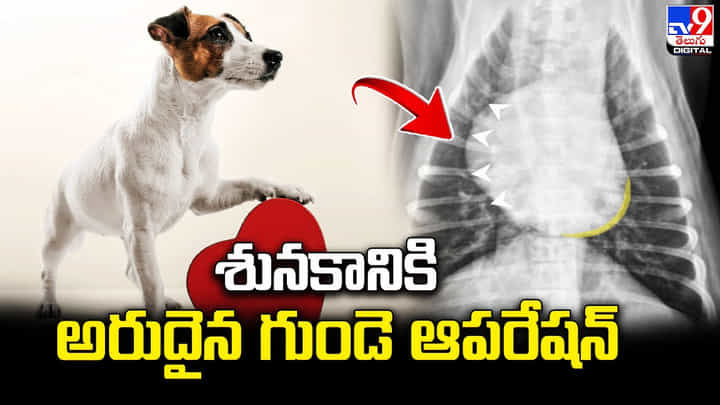 శునకానికి అరుదైన గుండె ఆపరేషన్ నిర్వహించిన ఢిల్లీ పశువైద్య నిపుణులు శునకానికి అరుదైన గుండె ఆపరేషన్ నిర్వహించిన ఢిల్లీ పశువైద్య నిపుణులు