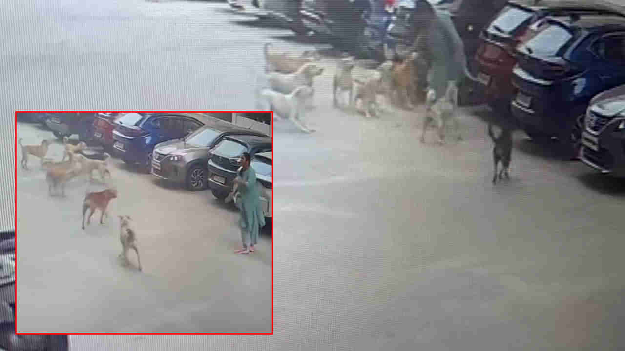 Watch Video: నగరంలో రెచ్చిపోతున్న వీధి కుక్కలు.. సినిమా ఆర్టిస్టులపై దాడికి యత్నం..