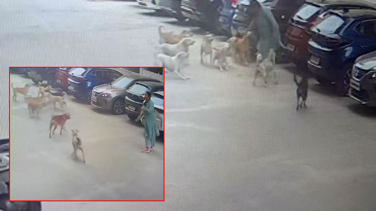 Watch Video: నగరంలో రెచ్చిపోతున్న వీధి కుక్కలు.. సినిమా ఆర్టిస్టులపై దాడికి యత్నం..