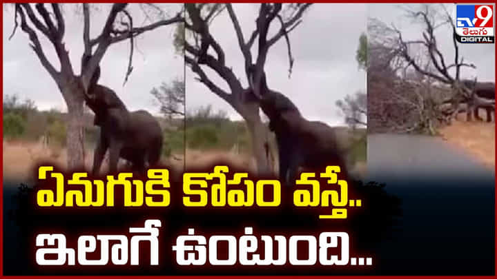చెట్టును రోడ్డుకి అడ్డంగా పడగొట్టి ఏనుగు నిరసన.. నెట్టింట వీడియో వైరల్ చెట్టును రోడ్డుకి అడ్డంగా పడగొట్టి ఏనుగు నిరసన.. నెట్టింట వీడియో వైరల్