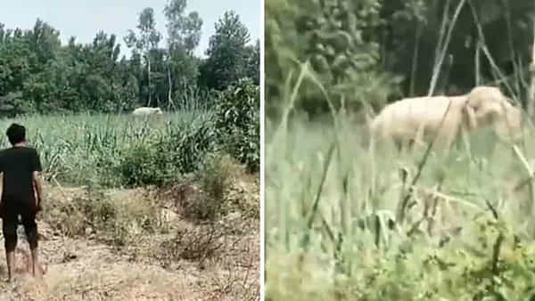 Watch: రీల్ మోజుతో రిస్క్ చేశాడు.. ఒక్క తొక్కుడుతో తిరిగి రాని లోకాలకు వెళ్లిపోయాడు.. విషాదాంతం