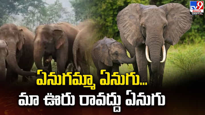 ఏనుగమ్మా ఏనుగు.. మా ఊరు రావద్దు ఏనుగు ఏనుగమ్మా ఏనుగు.. మా ఊరు రావద్దు ఏనుగు