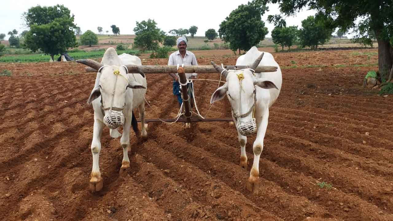 జోరందుకున్న వానాకాలం వ్యవసాయ పనులు.. అద్దెకు అరక కాడెడ్లు..!