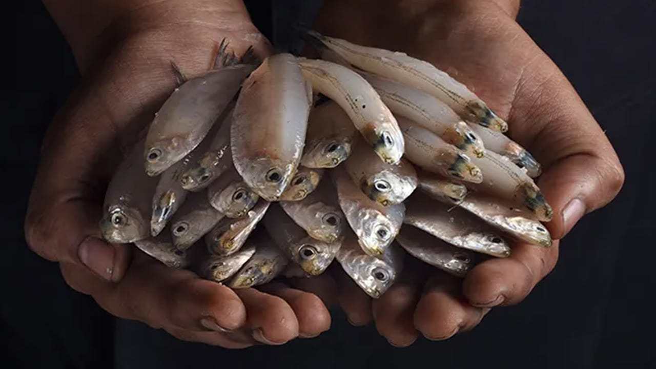 చేప: స్పెర్మ్ కౌంట్ పెరుగుల, నాణ్యత చేపల వినియోగంతో పెరుగుతుందని చాలా అధ్యయనాలు వెల్లడించాయి. ఒమేగా -3 కొవ్వు ఆమ్లాలు చేపలలో పుష్కలంగా కనిపిస్తాయి.. ఇది పురుషుల ఆరోగ్యానికి చాలా ముఖ్యమైనది. చేపలు తినడం వల్ల మగ సంతానోత్పత్తి మెరుగుపడుతుంది. 