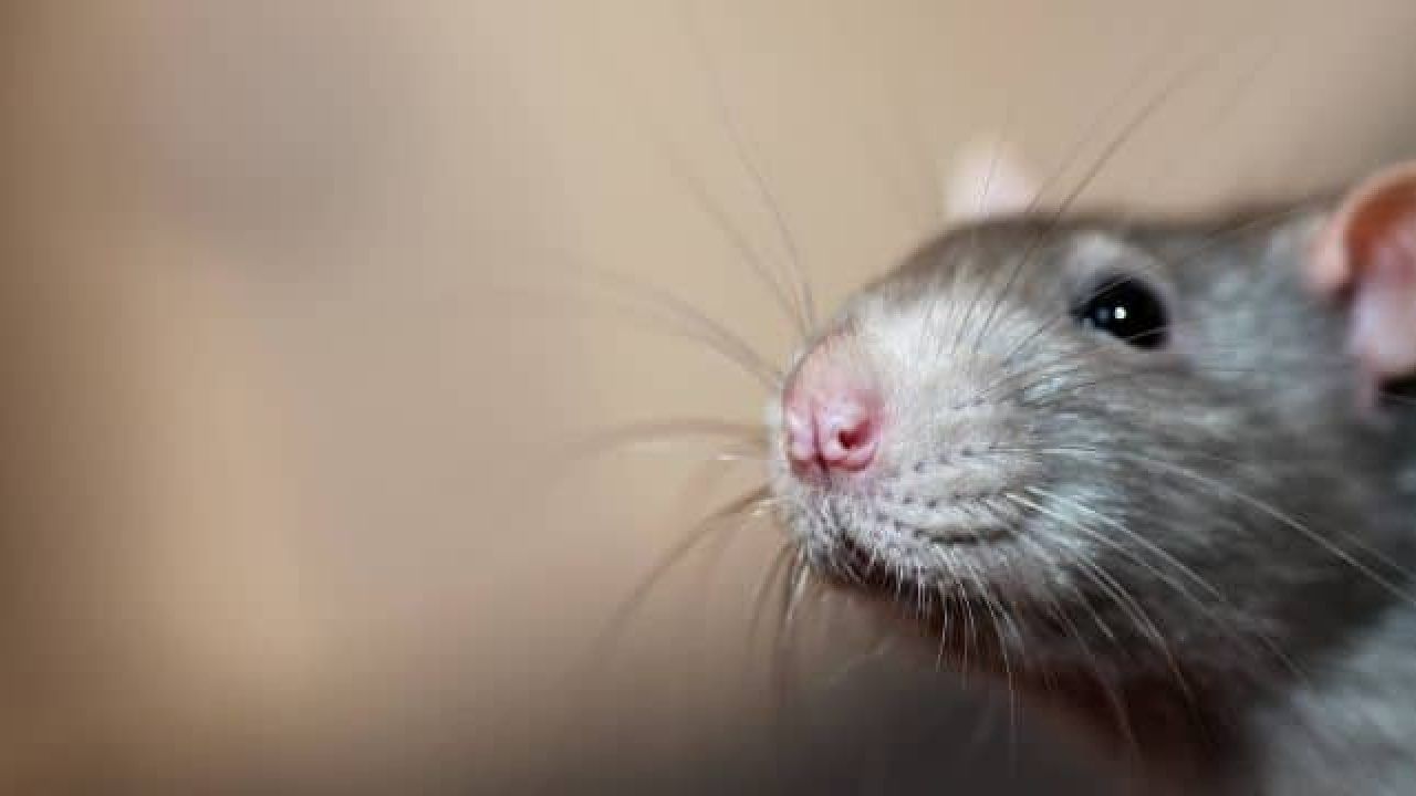 నెక్ట్స్ ఇప్పుడు వచ్చేది అంతా రెయినీ సీజన్. ఈ సీజన్‌లో ఆరోగ్య పరంగా చాలా జాగ్రత్తగా ఉండాలి. లేదంటే అనారోగ్య సమస్యల బారిన పడక తప్పదు. అదే విధంగా దోమలు, కీటకాల బెడద కూడా ఎక్కువగానే ఉంటాయి. ఈ క్రమంలోనే ఎలుకల జ్వరం కూడా వస్తూ ఉంటుంది. 
