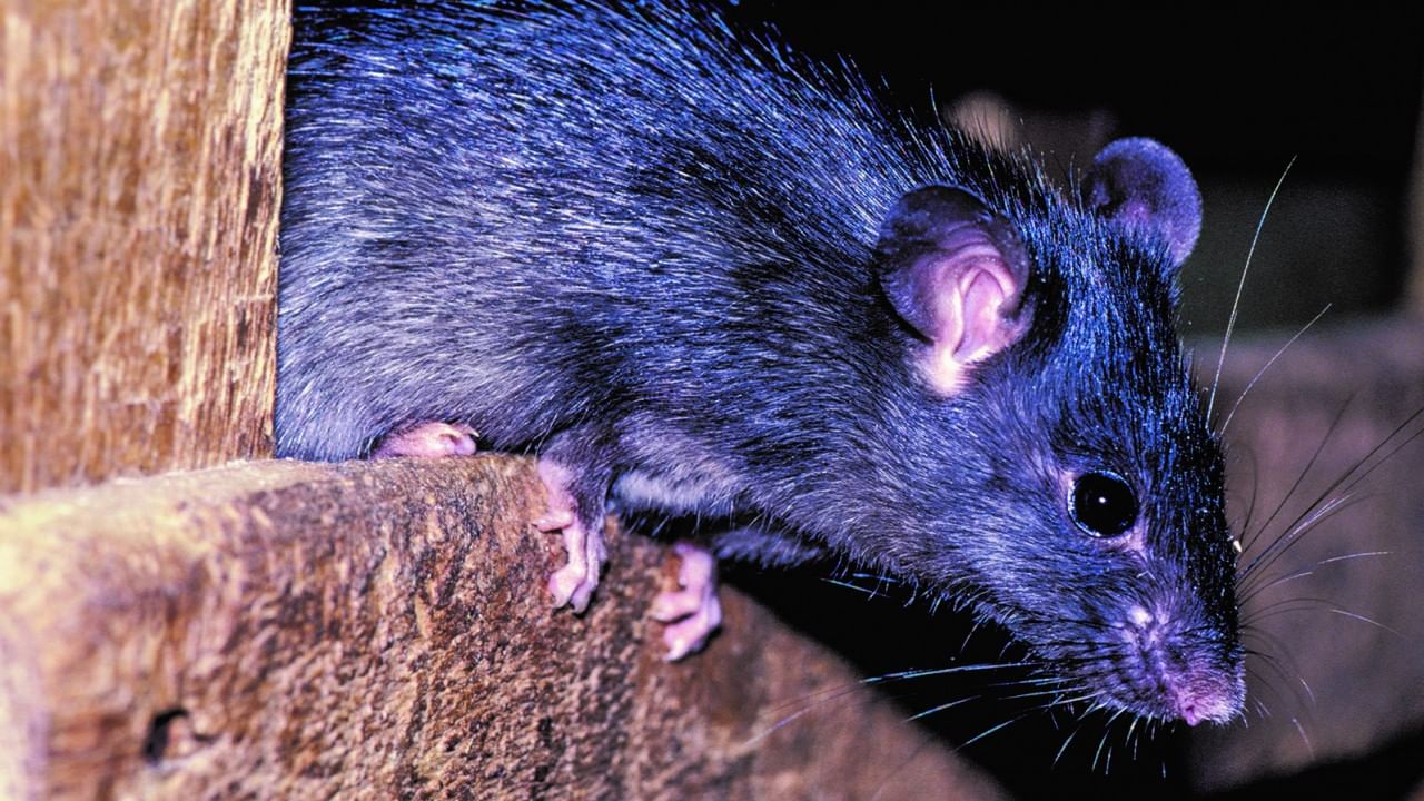 ఇంట్లోంచి ఎలుకలు పారిపోవాలంటే.. దాల్చిన చెక్క బాగా ఉపయోగ పడుతుంది. ఒక గుడ్డలో కాల్చిన దాల్చిన చెక్క పెట్టి.. ఎలుకలు తిరిగే చోట పెట్టండి. ఈ వాసను అవి పారిపోతాయి. అదే విధంగా ఎలుకలు ఎక్కువగా తిరిగే చోట రాత్రి పూట బేకింగ్ సోడా పిచికారీ చేయాలి.
