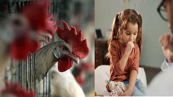 2nd Bird Flu Case in India: భారత్లో నాలుగేళ్ల చిన్నారికి బర్డ్ఫ్లూ.. అప్రమత్తమైన ఆరోగ్య శాఖ