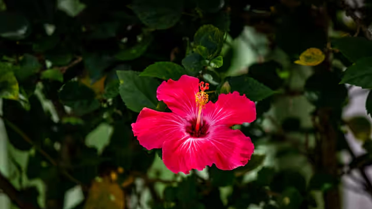 Hibiscus: జుట్టు రాలిపోతుందా? మందారతో ఇలా చెయ్యండి.. అమేజింగ్ రిజల్ట్స్