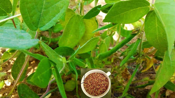 Horse Gram Benefits: ఉలవలు వాటి ఆరోగ్య విలువలు తెలిస్తే.. అస్సలు విడిచిపెట్టరు..