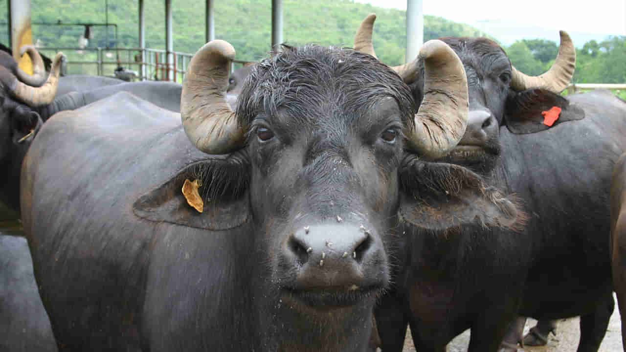 AP High Court: తొలిసారి హైకోర్టులో పశువులపై హెబియస్‌ కార్పస్‌ పటిషన్‌.. 195 గోవులను విడిచిపెట్టడంపై ధర్మాసనం సీరియస్‌!