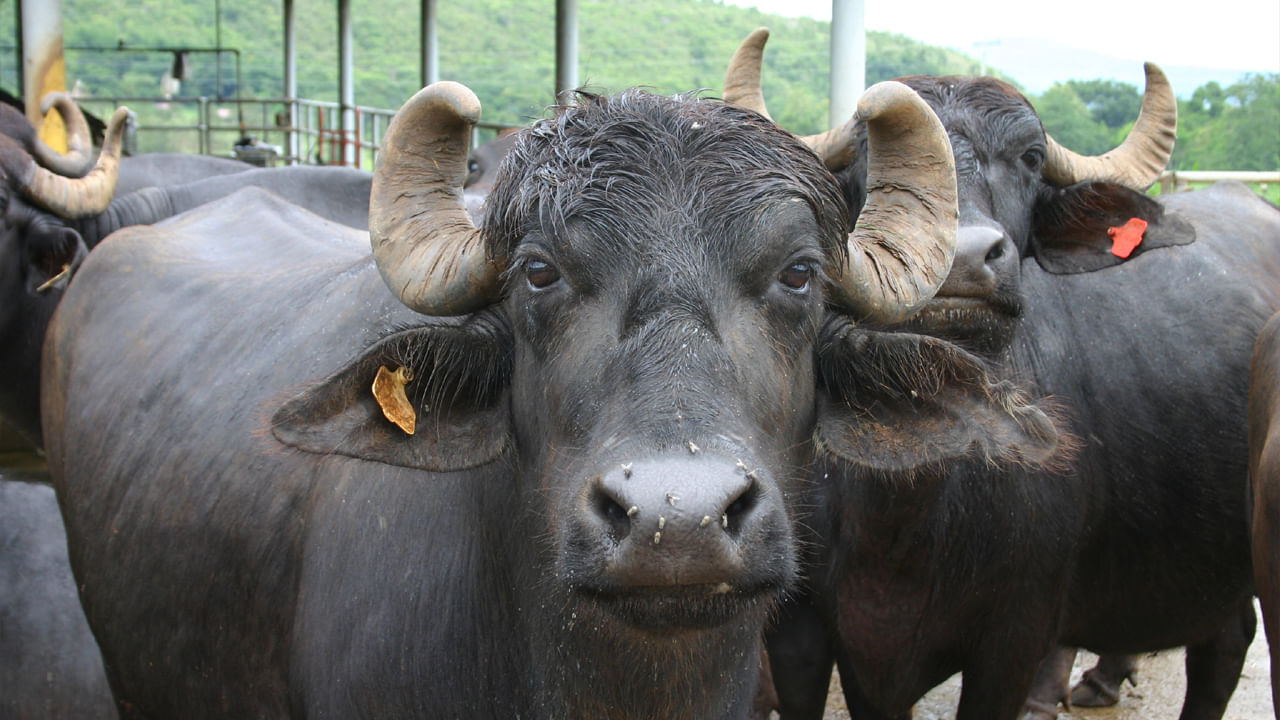 AP High Court: తొలిసారి హైకోర్టులో పశువులపై హెబియస్‌ కార్పస్‌ పటిషన్‌.. 195 గోవులను విడిచిపెట్టడంపై ధర్మాసనం సీరియస్‌!