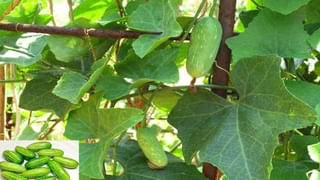 Auroville City: మనదేశంలోని ఈ నగరంలో ఆహారం, వసతి అన్నీ ఉచితమే.. నివసించాలంటే ఈ పని చేస్తే చాలు