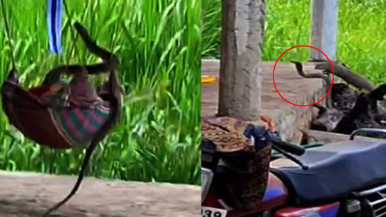 Viral Video: ఉన్నట్టుండి నిద్రపోతున్న చిన్నారి ఉయ్యాల పైకెక్కిన కింగ్ కోబ్రా.. ఆ తర్వాత ఇది సీన్..