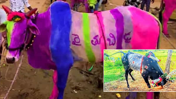 ఆ గ్రామంలో ఎద్దులకు 2రోజులు సెలవు.. వింత ఆచారానికి కారణం ఇదే..