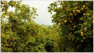 Petrol Diesel Under GST: పెట్రోల్‌, డీజిల్‌ ధరలు జీఎస్టీ పరిధిలోకి వస్తాయా?