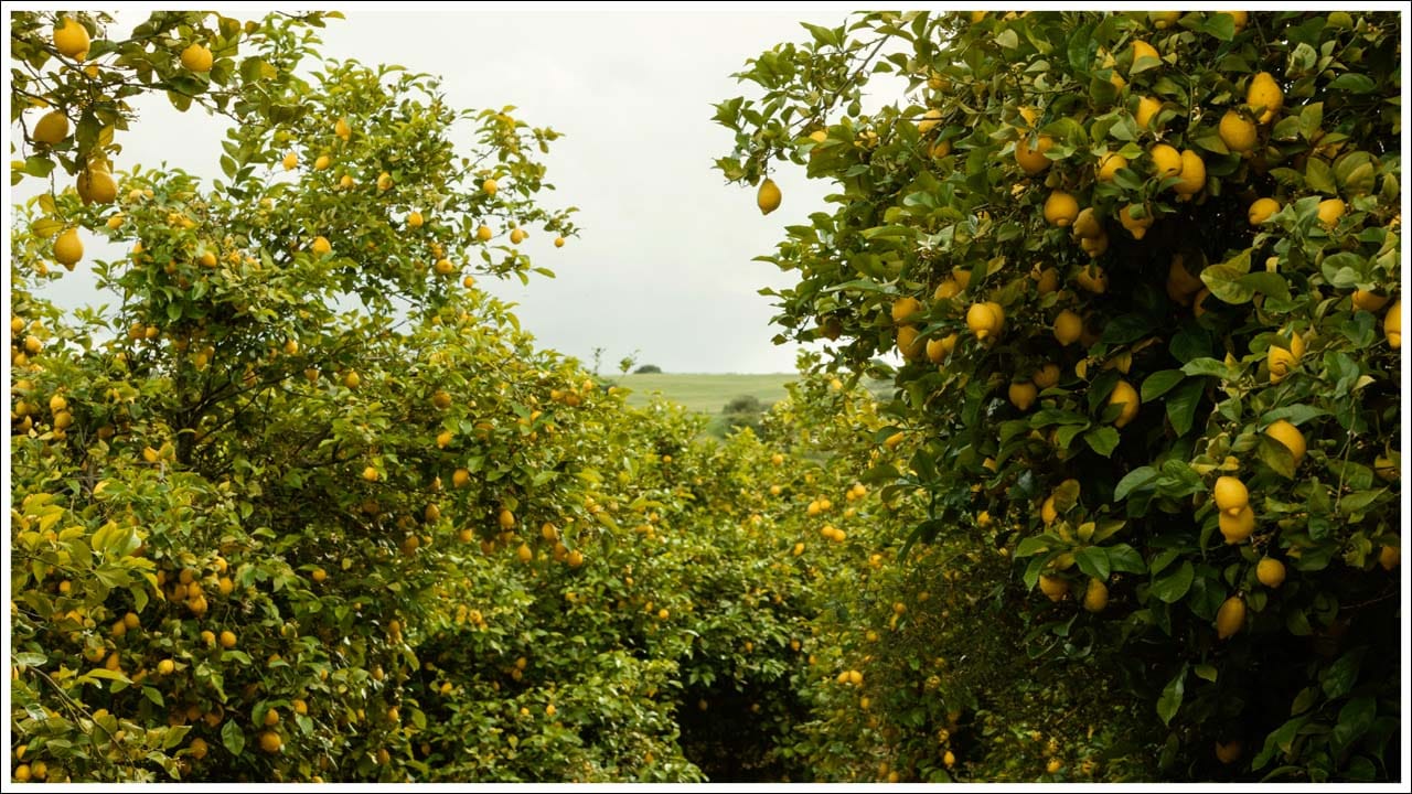 Business Idea: ఈ పంట సాగుతో లక్షల రూపాయల ఆదాయం.. సిరులు కురిపించే వ్యాపారం