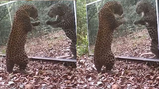 Watch: తలపై ఒకటి కాదు, రెండు గ్యాస్ సిలిండర్లు పెట్టుకుని ఎంత బాగా డ్యాన్స్ చేసిందో..