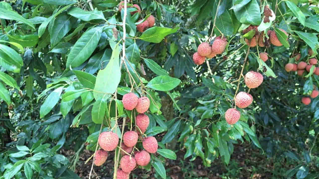 Litchi Farming: ఆహా లిచి..వారెవా ఏమి రుచి..! ఆంధ్ర ఊటీలో విరగ్గాస్తున్న మధుర ఫలం..