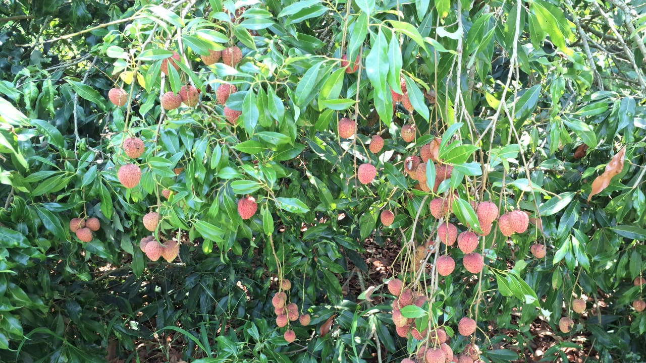 Litchi Fruit