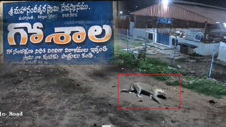 అమ్మో.. మహానంది అలయ పరిసరాల్లో చిరుత హల్ చల్.. భయాందోళనలో భక్తులు.. అమ్మో.. మహానంది అలయ పరిసరాల్లో చిరుత హల్ చల్.. భయాందోళనలో భక్తులు..