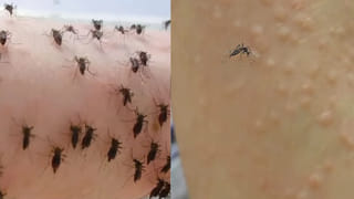 Rashtrapati Bhavan: రాష్ట్రపతి భవన్‌లో అనుమానాస్పద జంతువు.. చిరుత..?