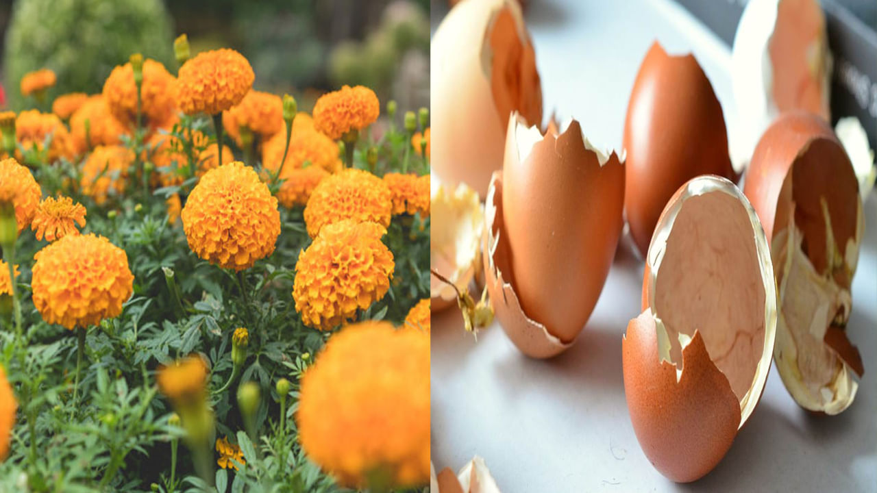 Marigold Farming: ఇంట్లో బంతిపువ్వు మొక్కలను పెంచుకోవాలనుకుంటున్నారా.. ఎక్కువ పువ్వులు పూయాలంటే ఈ ఎరువు ఉత్తమం..