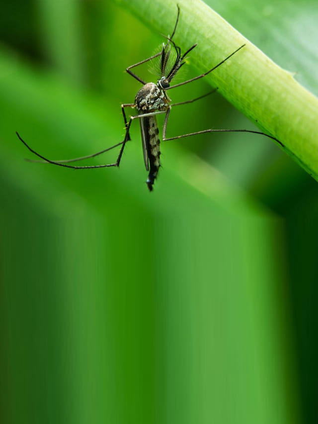 Mookolodi Insect ఈ మొక్కలు మీ ఇంట్లో.. దోమలు బయట.. – TV9 Telugu