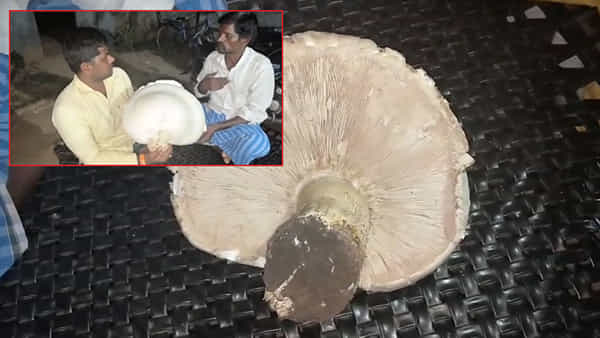Watch Video: వామ్మో.. గొడుగు పరిమాణంలో ఉన్న పుట్టగొడుగు.. షాకైన పరిశోధకులు..