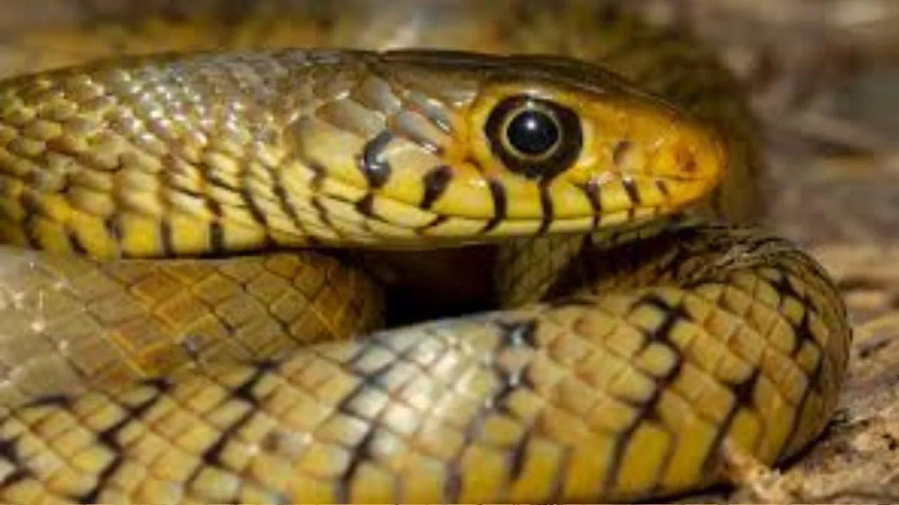 విషపూరితమైన పాములు సాధారణంగా కొండలు, గ్రామీణ ప్రాంతాల్లో గుట్టలు లేదా చెరువులు, పార్కులు మొదలైన వాటికి సమీపంలో ఉన్న పాత ఇళ్లలో కనిపిస్తాయి. వర్షాకాలంలో ఆహారాన్ని వెతుక్కుంటూ పాములు ఇళ్లలోకి కూడా ప్రవేశిస్తాయి. కనుక వర్షాకాలానికి ముందు, ప్రత్యేకమైన వాసన ఉన్న వస్తువులను చేతిలో ఉంచుకోండి. వీటి వాసన విషపూరిత పాములు పారిపోయేలా చేస్తుంది.