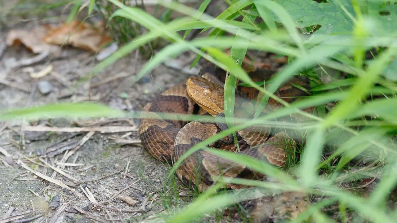 అంతేకాకుండా పుదీనా, తులసి ఆకుల వాసనను పాములు తట్టుకోలేవు. తులసి ఆకులను చాలా సంవత్సరాలుగా పవిత్రమైనవిగా పూజిస్తున్నారు. తులసి ఆకులకు కొరత ఉండదు. ఇంకా ఉన్నాయి. ఒక వెబ్సైట్ ప్రకారం పాములను తరిమికొట్టడానికి ఘాటైన వాసన ఉండే వస్తువులు చాలు. వీటి ద్వారా పాములను తరిమి కొడితే పర్యావరణ వ్యవస్థ సాధారణంగా ఉంటుంది.