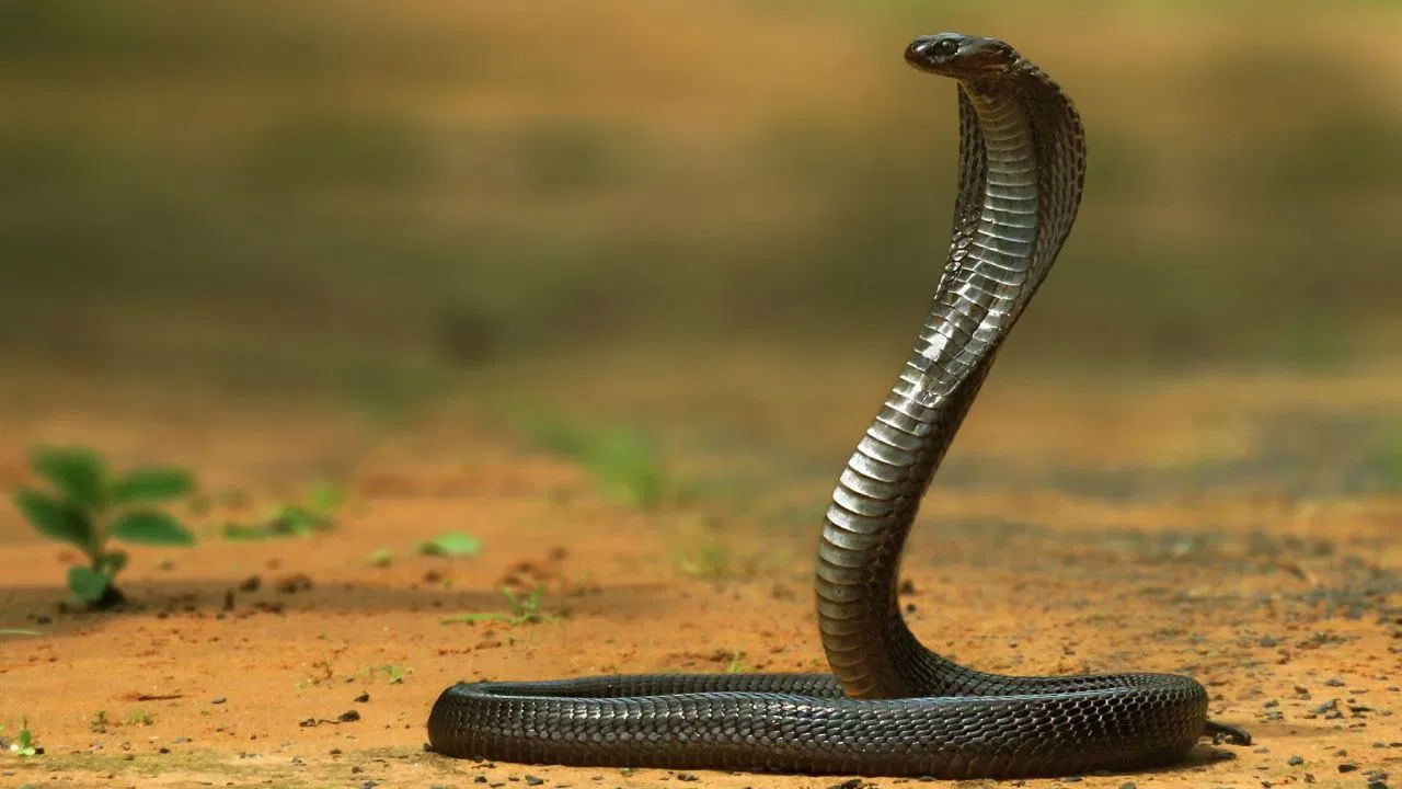 అంతే కాకుండా నిమ్మరసం, వెనిగర్, దాల్చిన చెక్క నూనె కలిపి స్ప్రే చేస్తే పాములు అమ్మోనియా వాయువు వాసనను తట్టుకోలేవు. అమ్మోనియా వాసన వస్తే చాలు వెంటనే పలాయన మంత్రాన్ని పటిస్తాయి.