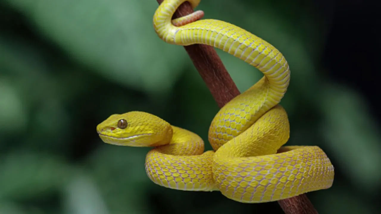 పాములు కూడా శబ్దానికి చాలా భయపడతాయి. ఒక అధ్యయనం ప్రకారం పాములు వినికిడి ద్వారా మాత్రమే ఆహారాన్ని కనుగొంటాయి. కిరోసిన్ వాసనను పాములు కూడా తట్టుకోలేవు.