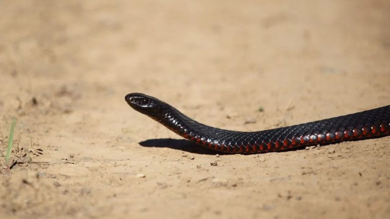 అయితే కొంతమంది పాములను చంపడం మహాపాపమని భావిస్తారు. ఈ నేపధ్యంలో వీటిని చంపకుండా తరిమికొట్టడానికి కొన్ని సాధారణ ఇంటి చిట్కాలున్నాయి. నిపుణుల అభిప్రాయం ప్రకారం, పాములు భయంతో దాడి చేస్తాయి. ఫలితంగా పాముని ఇబ్బంది పెట్టకుండా ఉండటం మంచిది. పాములను ఇంటి చుట్టుపక్కల నుంచి సులభంగా తరిమికొట్టాలంటే ఇంట్లోని ఉండే కొన్ని వస్తువులు చాలు అని.. అవి అందరికీ అందుబాటులో ఉంటాయని చెబుతున్నారు.