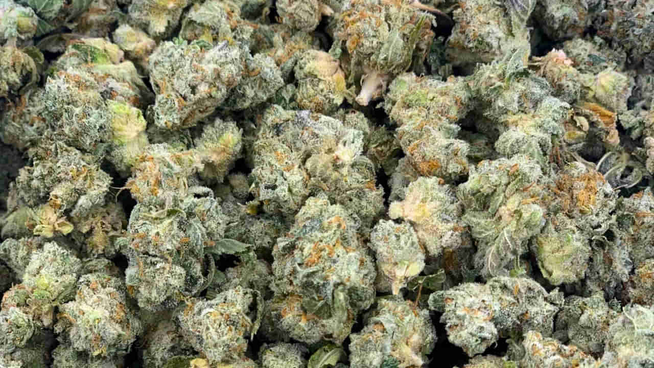 Hyderabad: ఓజీ ఖుష్.. వామ్మో హైదరాబాద్లో కొత్త రకం డ్రగ్స్.. అంతేకాదు