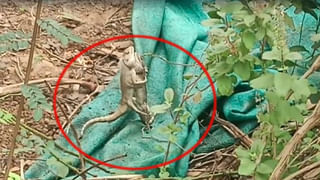 Viral Photo: కేవలం 10 సెకన్లే! ఈ ఫోటోలో ‘8’ నెంబర్ గురిస్తే మీరు తోపే