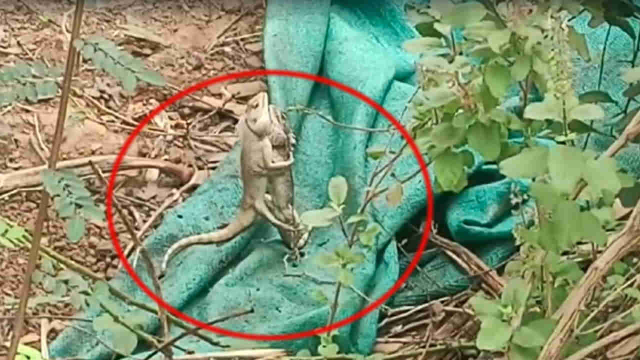 Viral Video: ఓరి నాయనో.. తొండలు ఏంది ఇలా ఫైట్ చేస్తున్నాయి.. చూస్తే షాకే..!