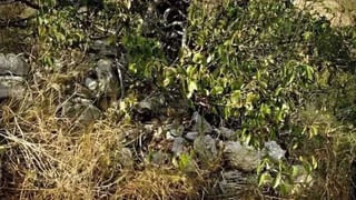Watch Video: బాబోయ్.. ఇదేం పరిశోధన సామీ..! రోజుకు 5వేల దోమలతో కుట్టించుకుంటున్నాడు..!!